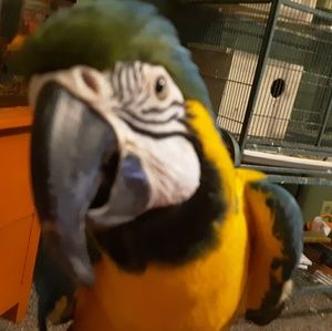 Meet your Posher, Kyle